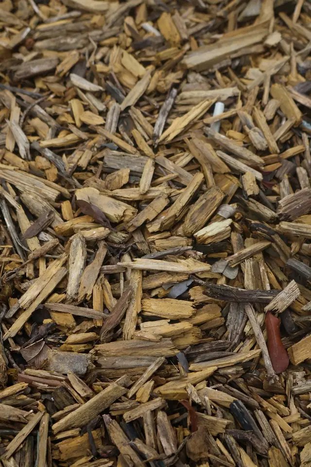 Wood chips made from prunings