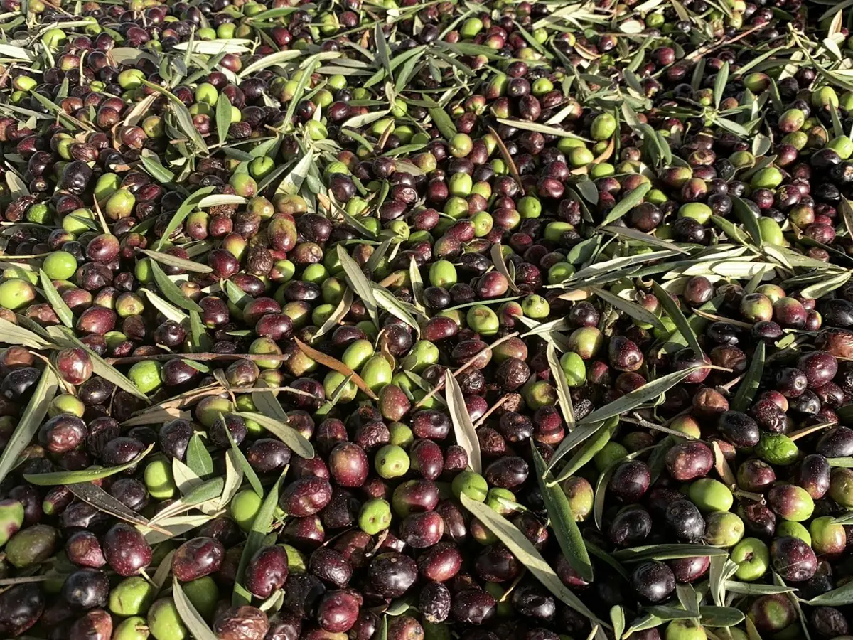 Olives picked with their leaves, before milling