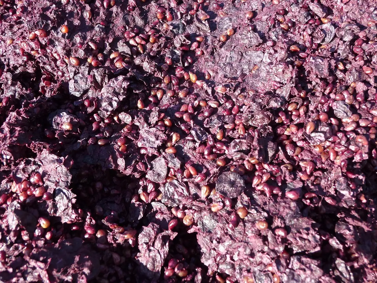 Red grape pomace after pressing, with skins and seeds